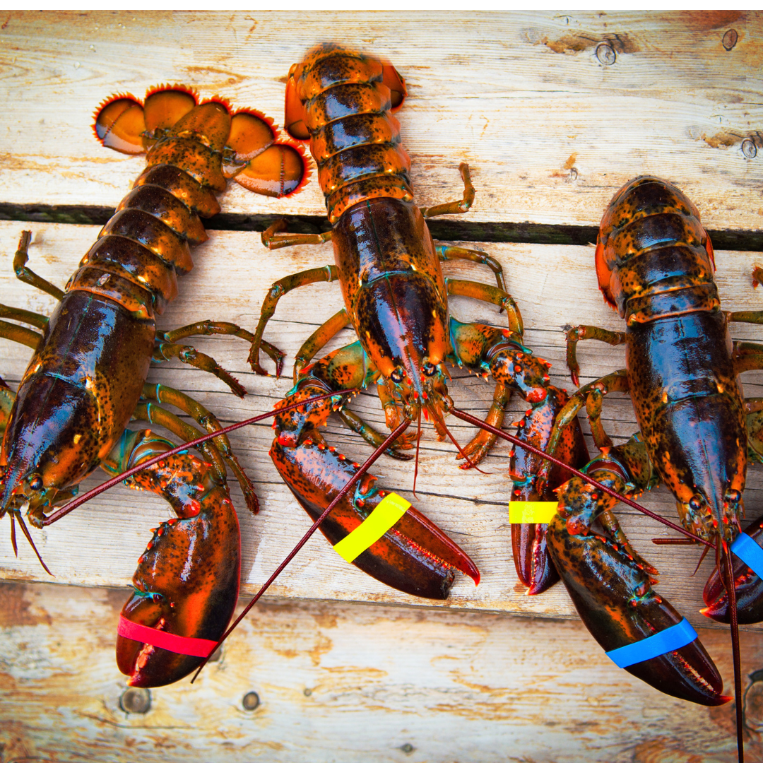 Live Lobsters