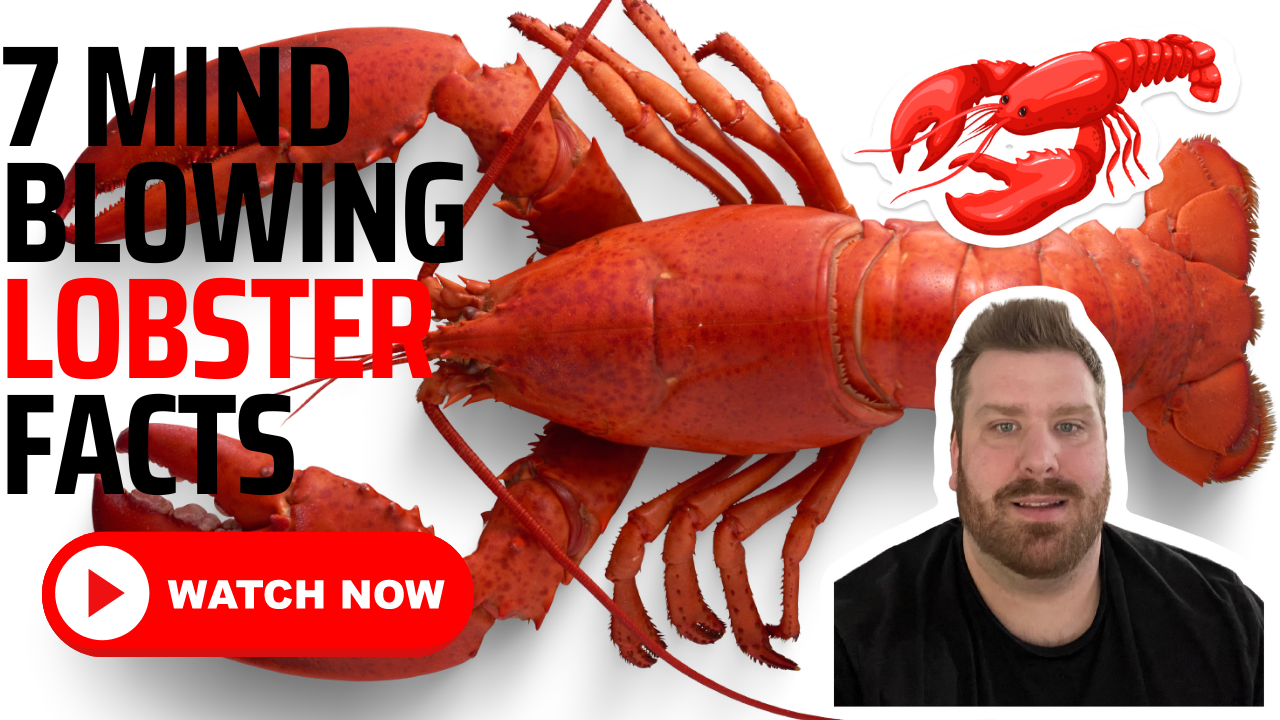 From Blue Blood to Two Frontal Brains 7 MindBlowing Lobster Facts Yo(02)