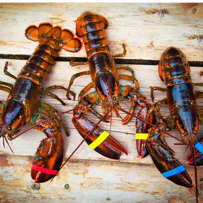 Live Lobsters