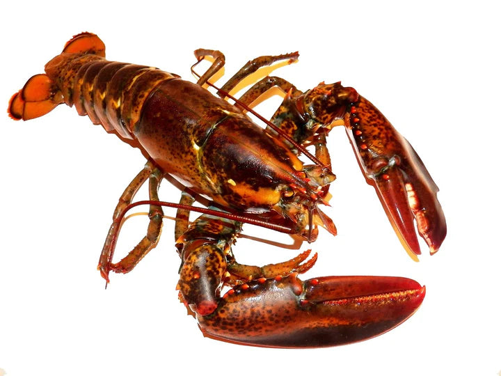 Fresh Maine Lobster