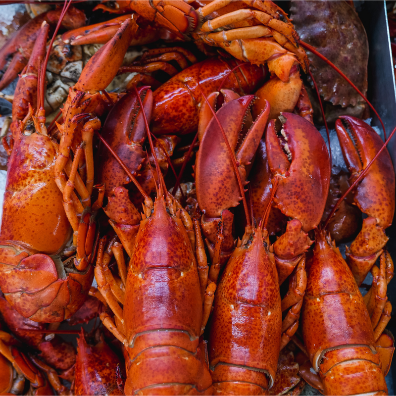 Buy 10 Fresh Maine Lobsters Get 1 Free (1.0-1.30lbs each)