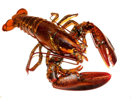 Fresh Maine Lobsters (2 lb)