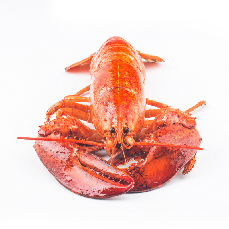 Buy 10 Fresh Maine Lobsters Get 1 Free (1.0-1.30lbs each)