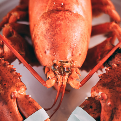 Buy 10 Fresh Maine Lobsters Get 1 Free (1.0-1.30lbs each)