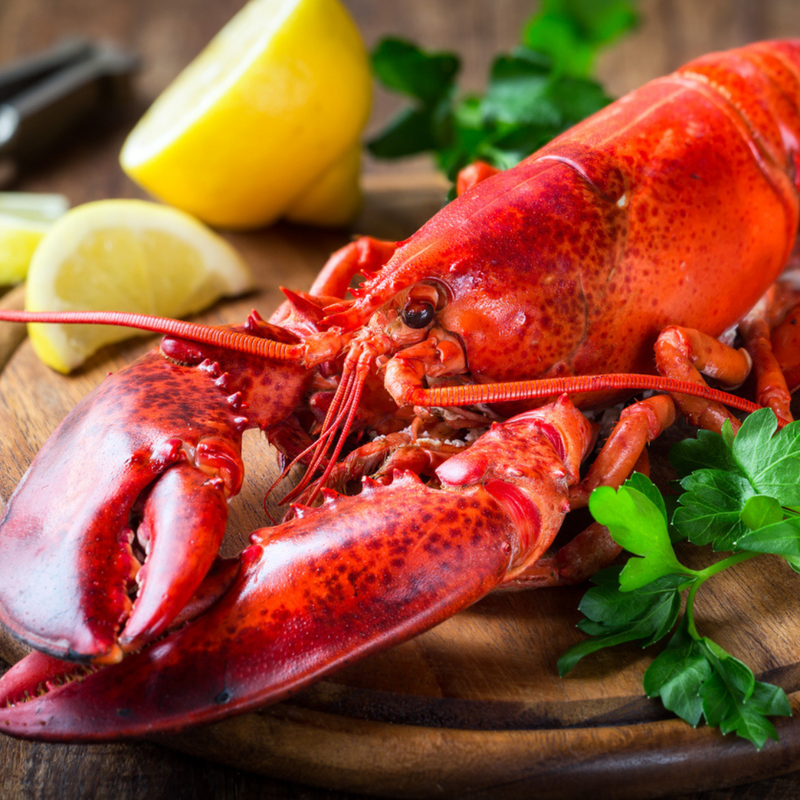 Buy 10 Fresh Maine Lobsters Get 1 Free (1.0-1.30lbs each)