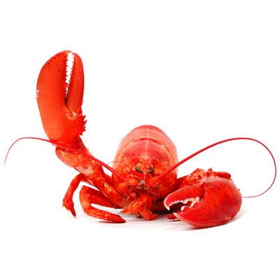 Fresh Lobster One Pound (1.0-1.30lbs each)